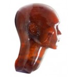 Phantom X-ray Tengkorak Kepala Cranium
