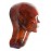 Phantom X-ray Tengkorak Kepala Cranium